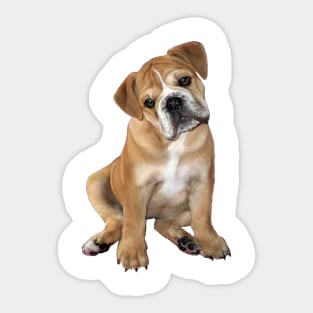 A Brown and White English Bulldog Puppy - just the dog. Sticker